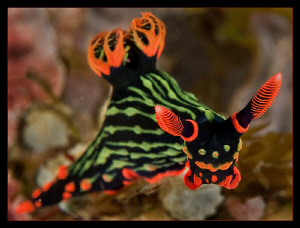Nembrotha Kubaryana by Charles Wright 